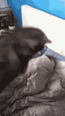 Dogs Funny GIF - Dogs Funny Wake Up Hooman GIFs