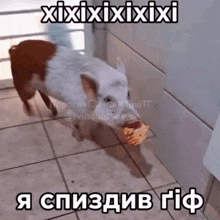 a brown and white dog is holding a piece of pizza in its mouth and says xixixixixi