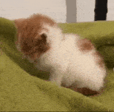 a brown and white kitten is sitting on a green blanket on a bed .