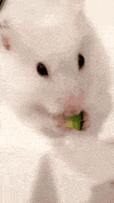 Hamster Hamster Meme GIF - Hamster Hamster Meme Cute Hamster GIFs