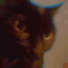 Cat Glare GIF - Cat Glare Stare GIFs