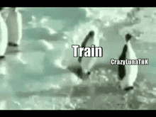 a group of penguins are standing on top of a snow covered field .