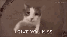 Cute Cat GIF - Cute Cat Kiss GIFs