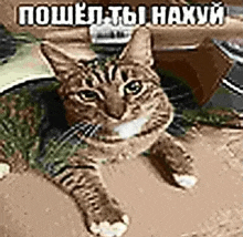 a cat is laying on a couch with a scarf around its neck and looking at the camera .