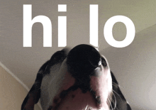 Hi Lo Dog GIF - Hi Lo Dog Funny GIFs