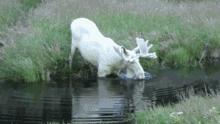 Moose Water GIF