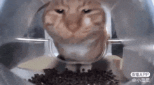 Mr Clean Cat GIF - Mr Clean Cat Paw GIFs