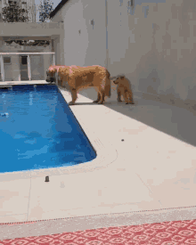 Puppies Wants Daddy To Swim GIF