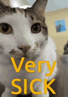 Very Sick Cat GIF - Very Sick Cat GIFs