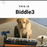 Biddle3 This Is Biddle3 GIF - Biddle3 This Is Biddle3 Spotify GIFs