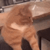 Mewing Cat GIF - Mewing Cat GIFs