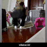What Whatcat GIF - What Whatcat Say What GIFs