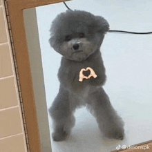 a small poodle is standing in front of a mirror and looking at itself .