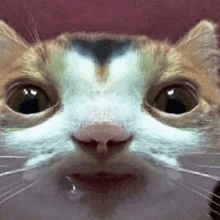Cat Drooling GIF - Cat Drooling GIFs