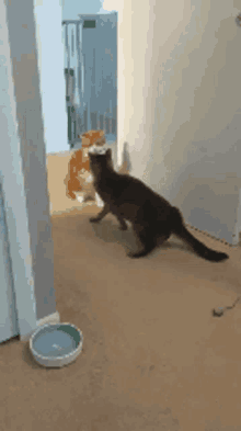 Angry Cat Fighting GIF - Angry Cat Fighting Fight GIFs