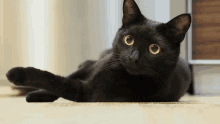 Blackat Blackcat Wow Black Cat Wow GIF