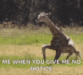 Leg Giraffe GIF - Leg Giraffe Trying To Stand GIFs