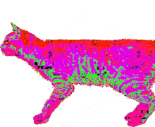 webcore weird eyestrain rainbow cat