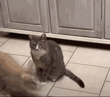 Sped Up Cat Running Zoom GIF - Sped Up Cat Running Zoom GIFs
