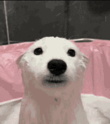 Dog Shy GIF - Dog Shy Bath GIFs