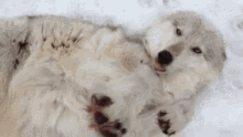 Cute Dog Husky GIF - Cute Dog Husky Playful GIFs