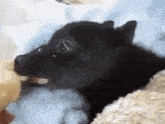 a small black dog is laying on a bed next to a teddy bear .