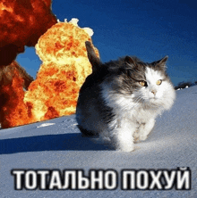 a cat is running in the snow in front of an explosion that says totally poxyy