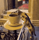 a cat standing next to a cup of filter 's coffee on a table