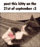 Kitty 21 GIF - Kitty 21 September GIFs