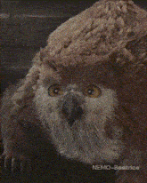 Owlbear Owlbear Cub GIF