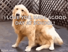 Dogs Camouflage GIF