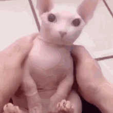 GIF