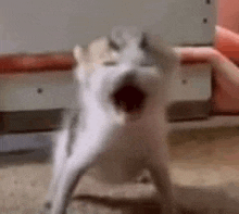 a cat is standing on a stool with its mouth open and looking at the camera .