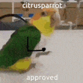 Citrusparrot GIF