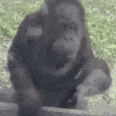 a close up of an orangutan 's face with a blurred background