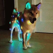 doggo christmas cute dog christmas lights