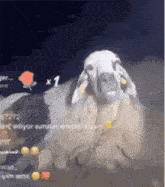 Goat Eating On Livestream Goat Nibbling GIF