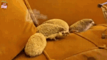 可愛小刺蝟 Cute Hedgehogs GIF - 刺蝟hedgeho Hedgehogs GIFs