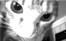 a black and white photo of a cat 's eyes