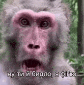 a close up of a monkey 's face with a foreign language caption