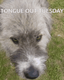 Kratu Tongue Out GIF - Kratu Tongue Out Tongue Out Tuesday GIFs