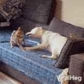 Play Fight Dog GIF - Play Fight Dog Cat GIFs