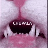 a close up of a cat 's mouth with the word chupala on the bottom