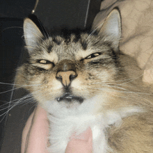 Billy Cat GIF - Billy Cat Angry GIFs
