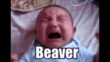 Beaver Rage Beaver GIF - Beaver Rage Beaver Babyrage GIFs