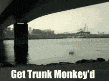 Whack Trunk Monkey GIF