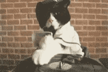 Cats Spinning GIF - Cats Spinning Records GIFs