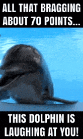 Miami Dolphins Dolphin Laughing GIF