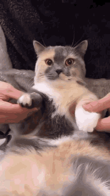 Yecord Cat GIF - Yecord Cat Benice GIFs