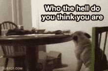 a pug dog is standing in front of a table .